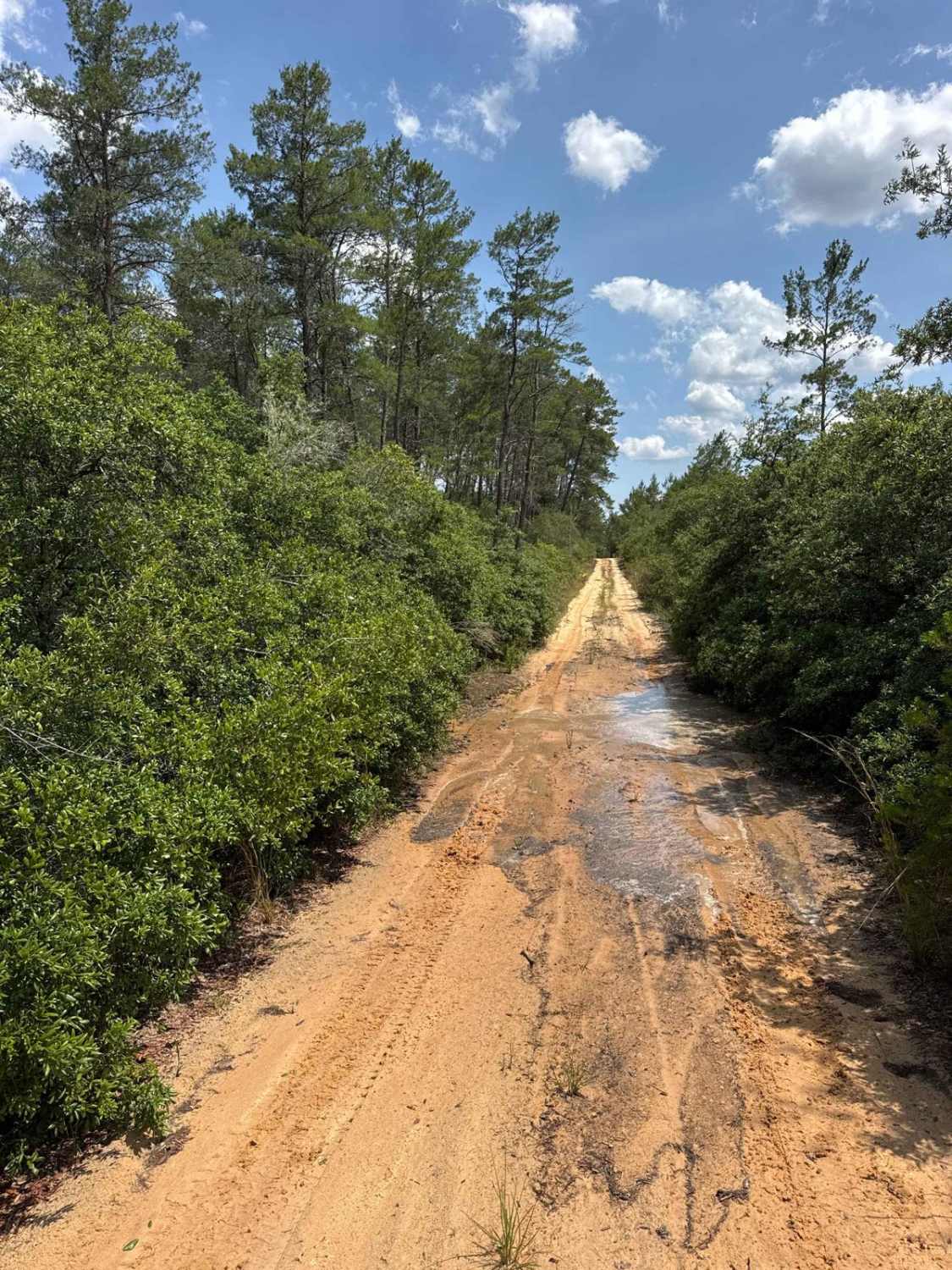 Ocala National Forest 40-14.6