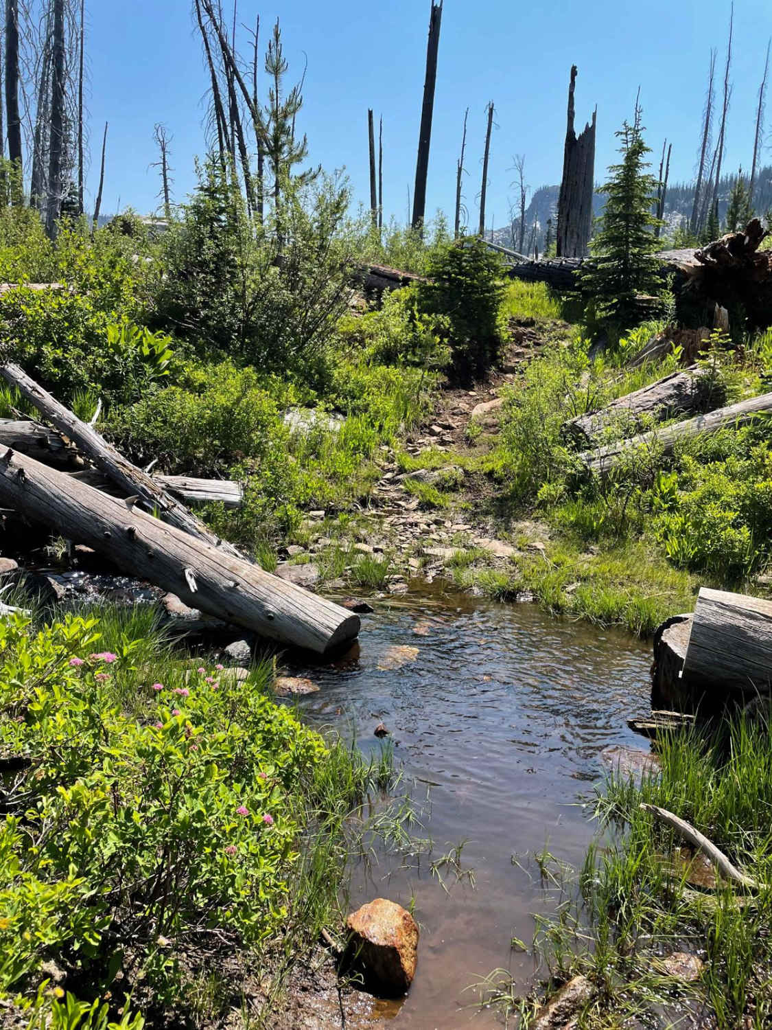 Hard Creek Basin