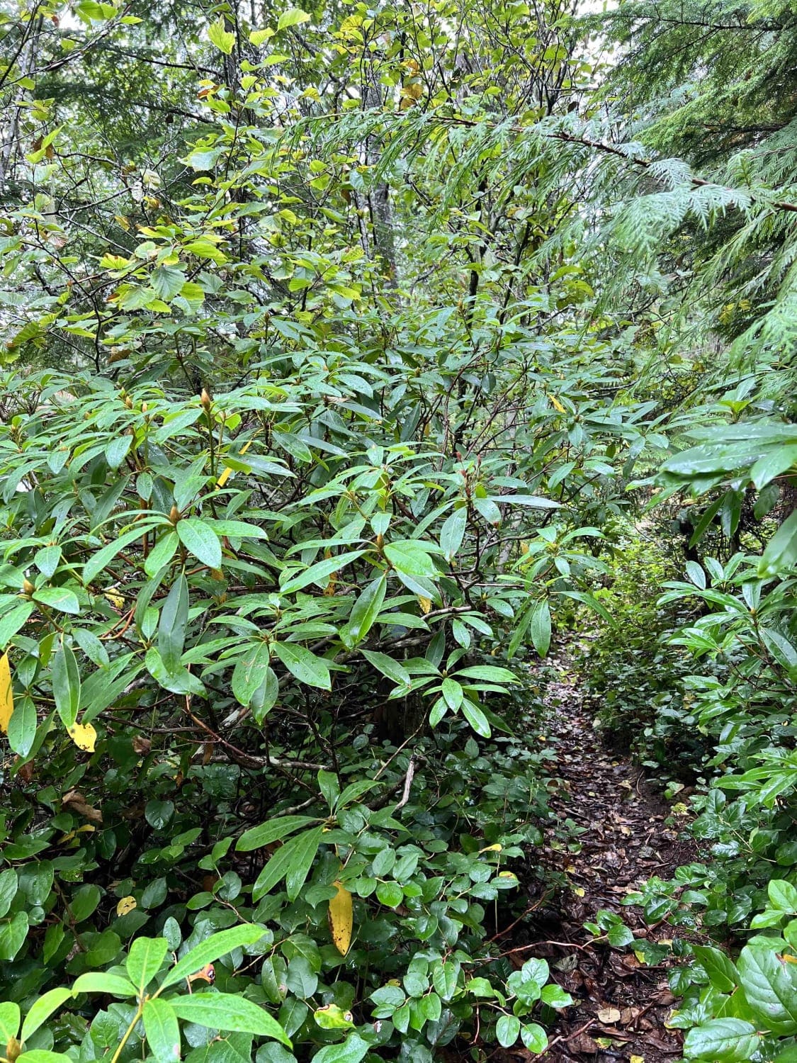 Rhododendron Lake Ecological Site
