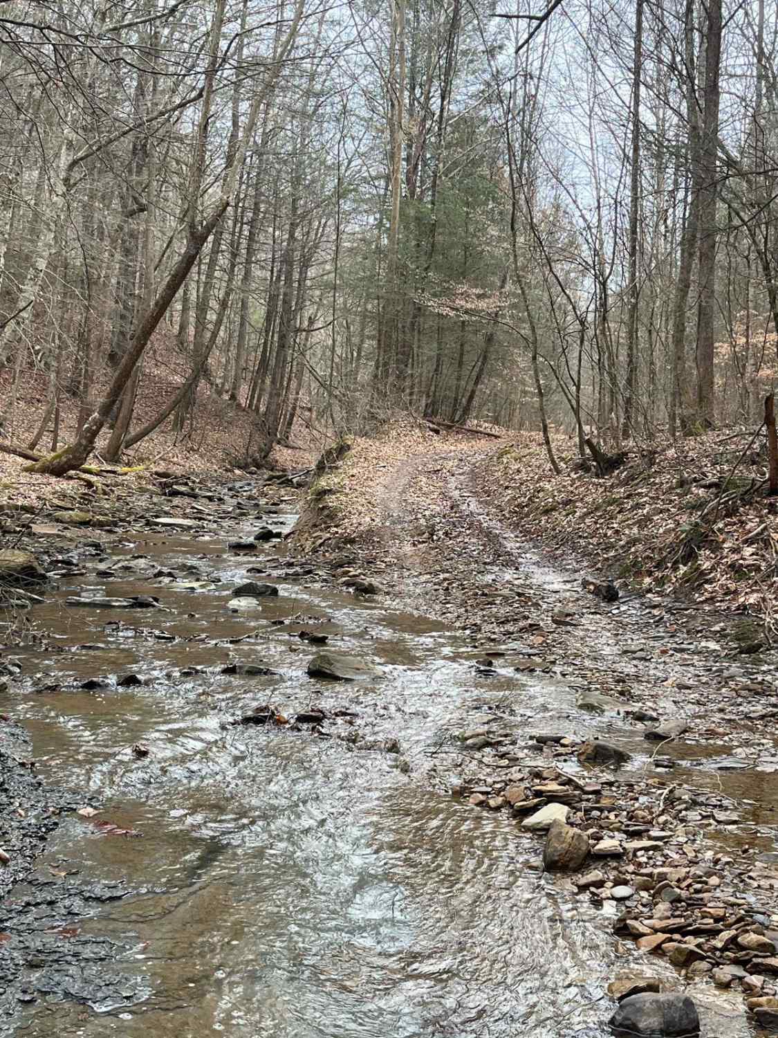 Trail 20 Wash Branch