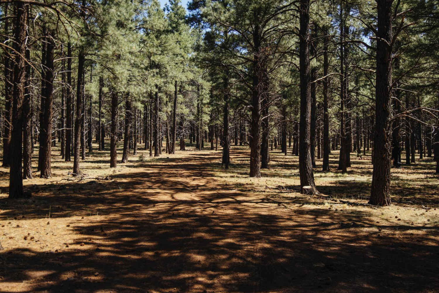 Wooded Trail