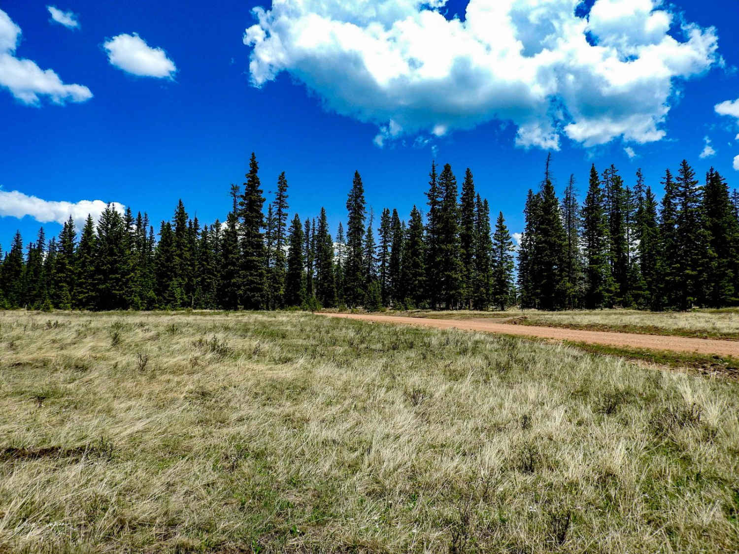 Meadow Divide Road- FSR 325