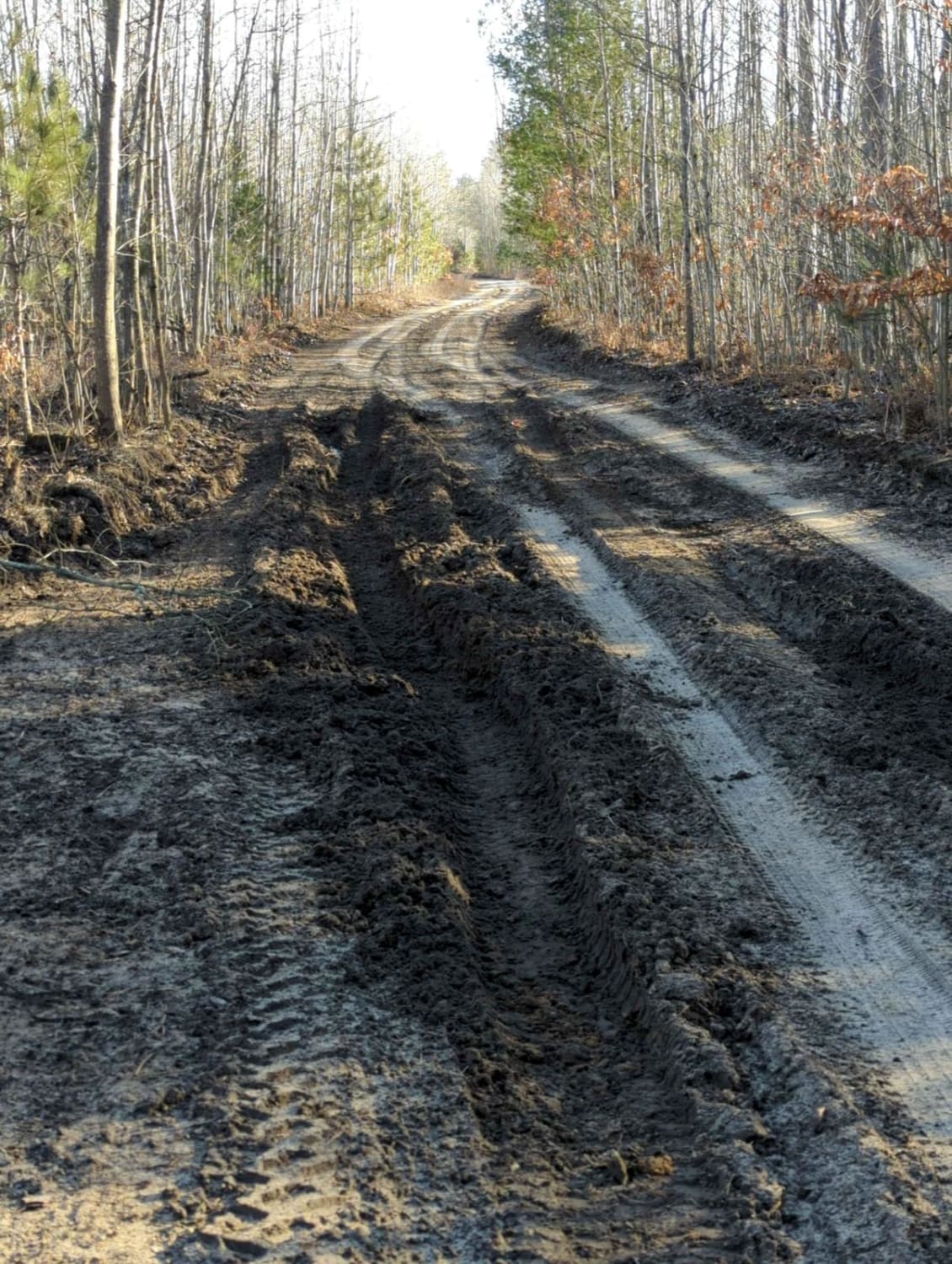 Manistee National Forest Hayes Road