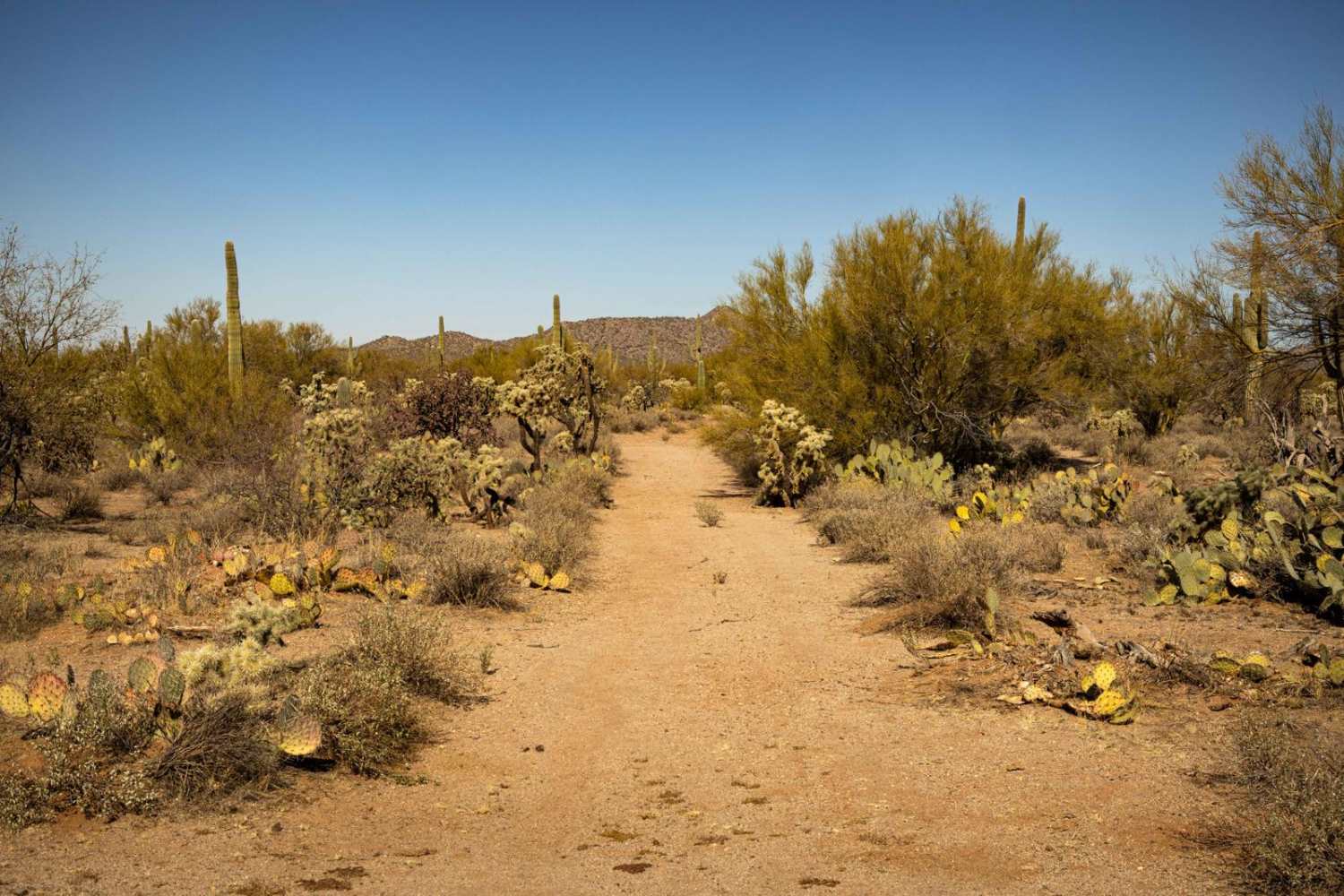 Cucumber Doppelganger