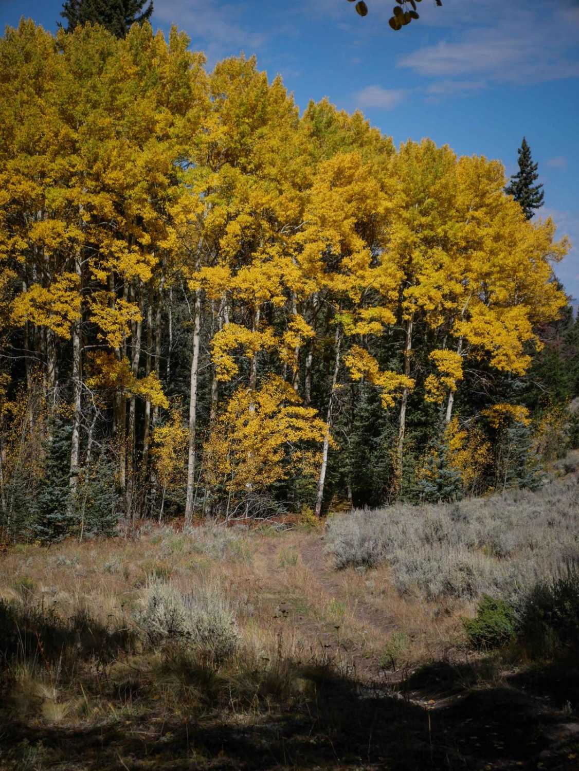643 ATV Trail