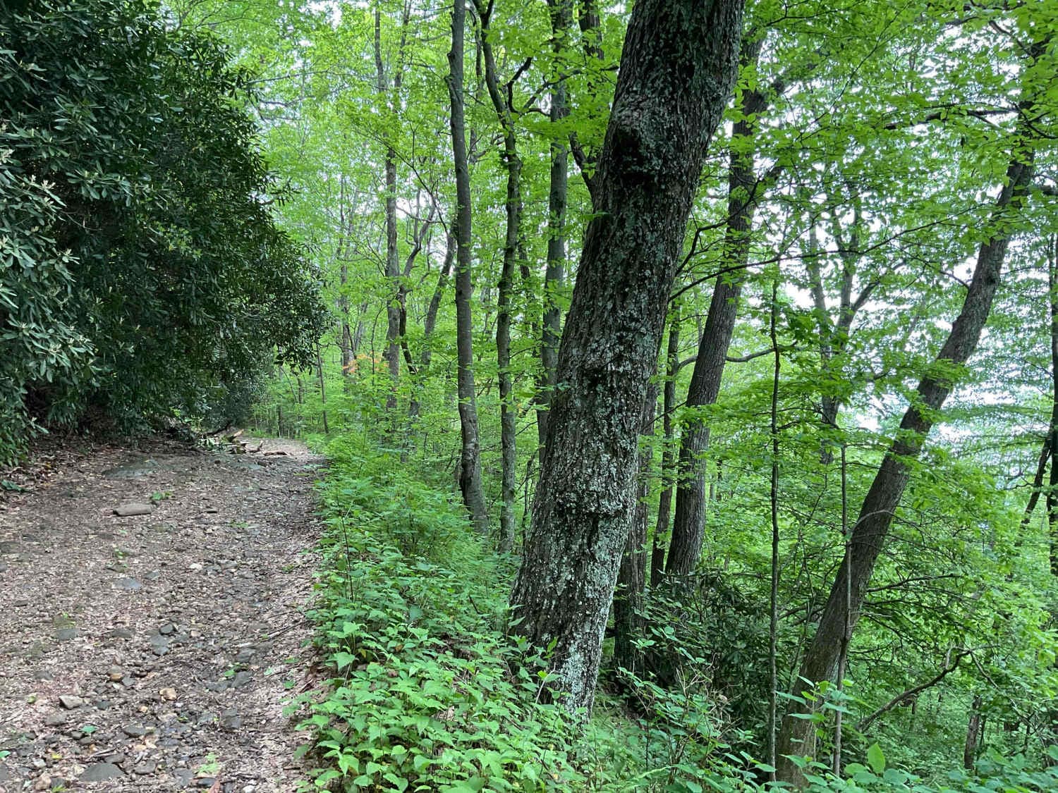 Amicalola Creek - FS 46