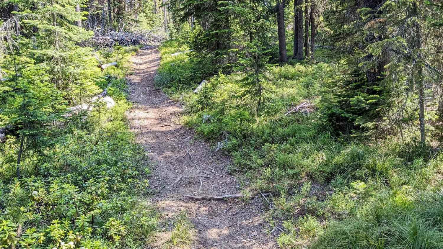 Lee Ridge Trail 295