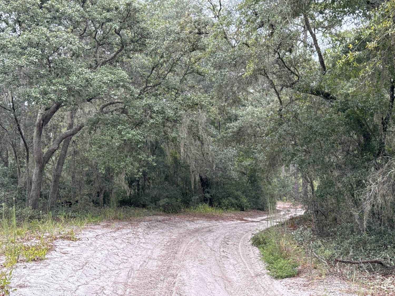 Ocala National Forest 24ST 3.2A2