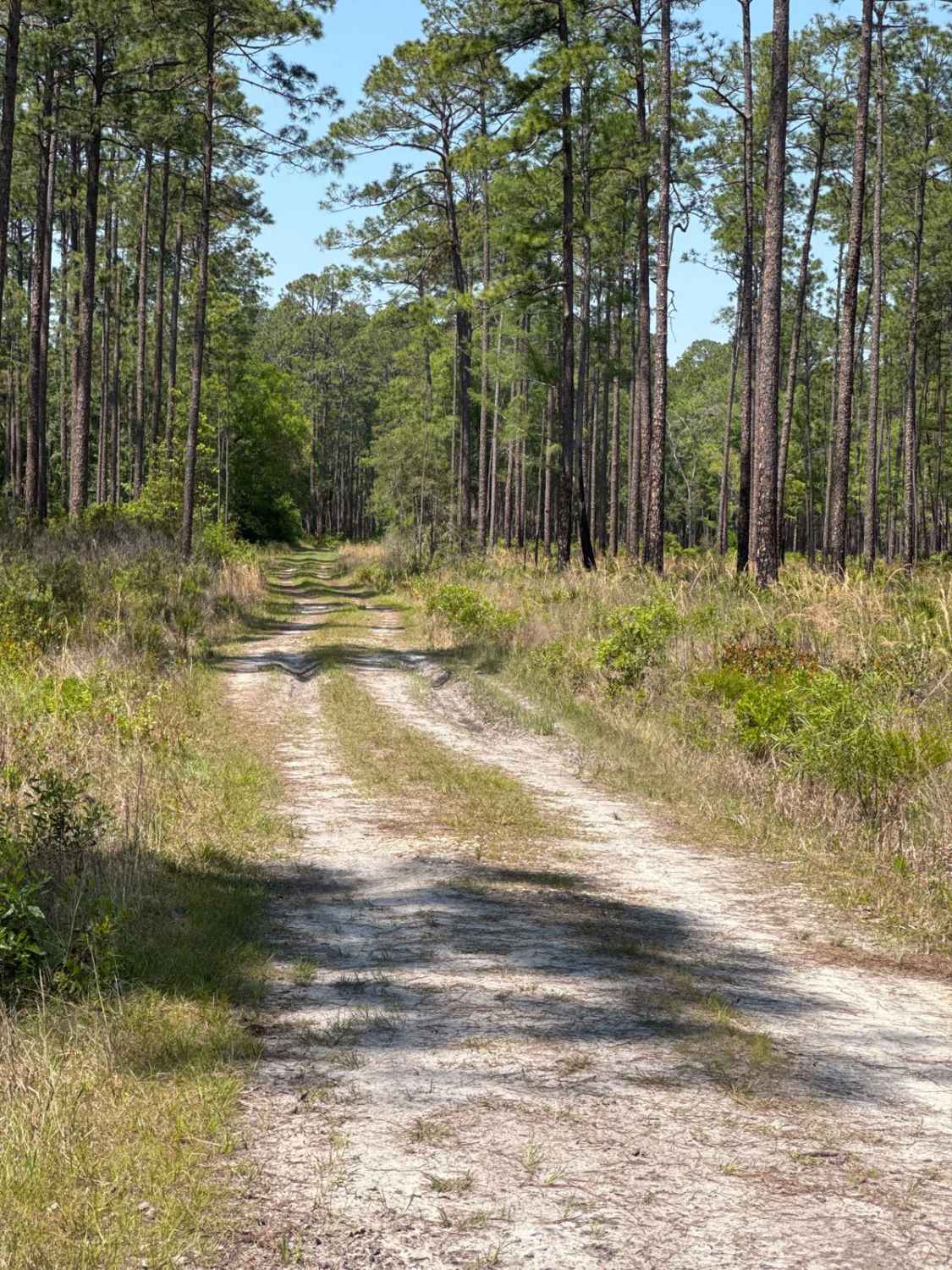 Cline - Osceola NF 286