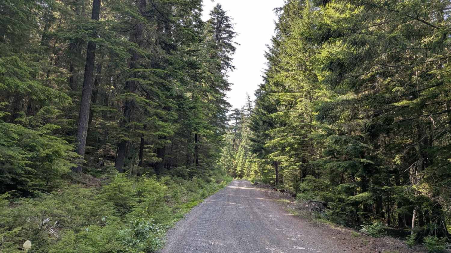 Timothy Lake 42800000