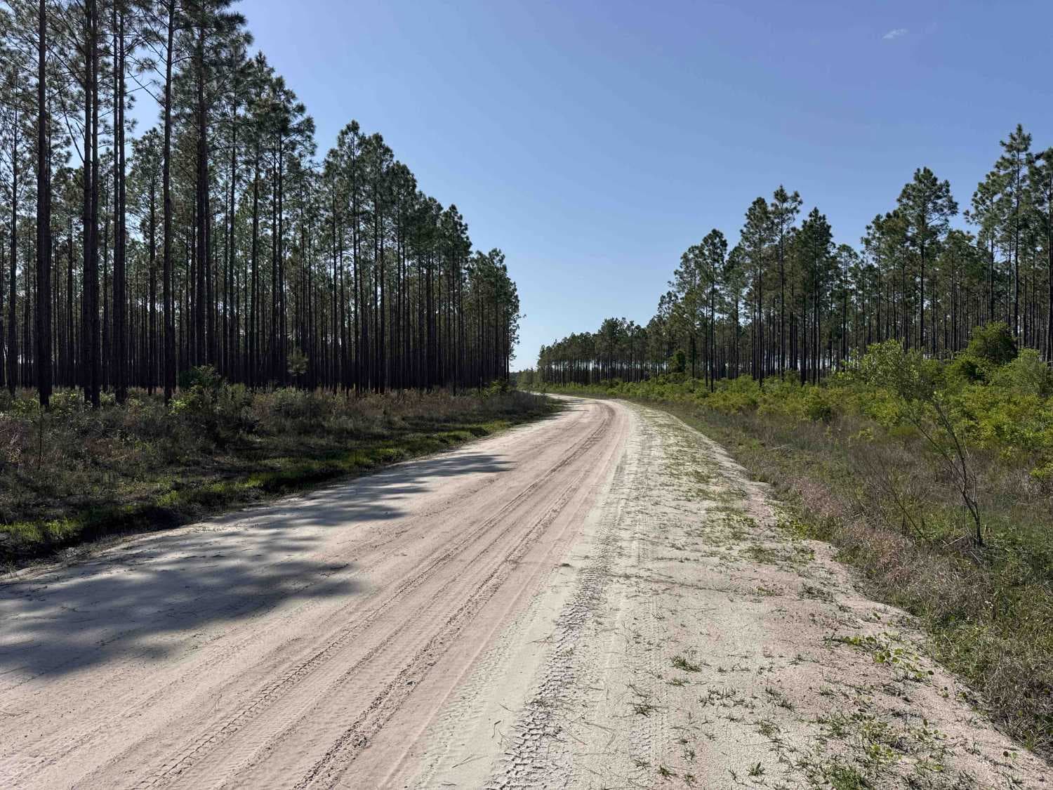Sandhill Grade - Osceola NF 200