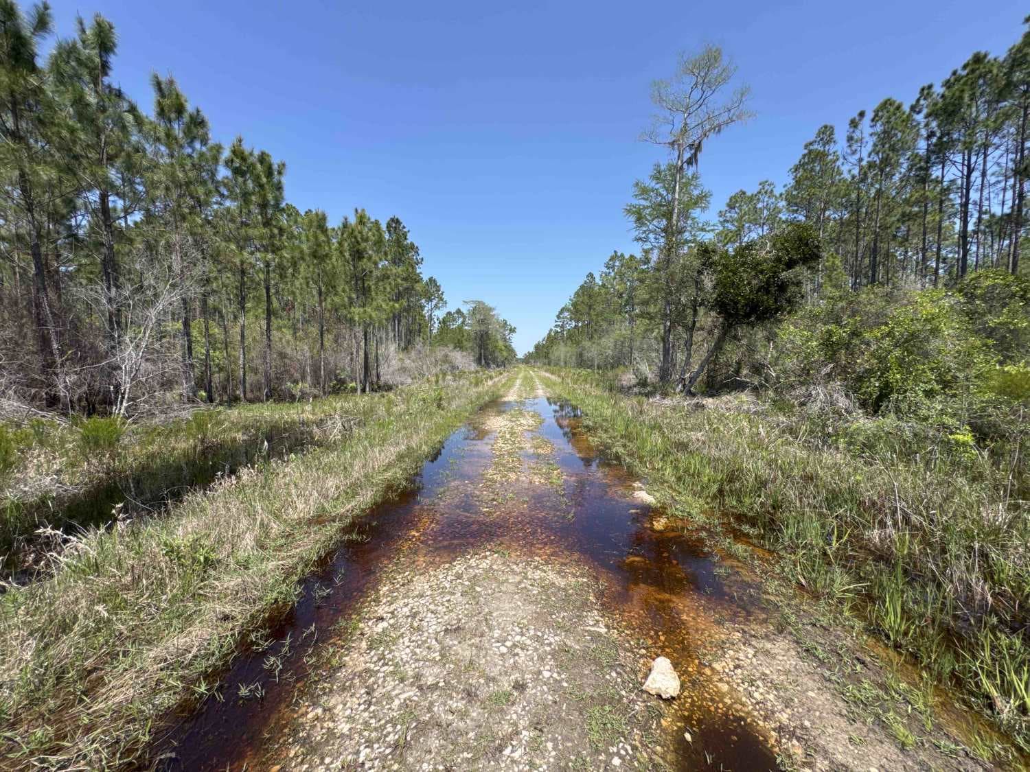 Gum Creek Road - Aucilla WMA