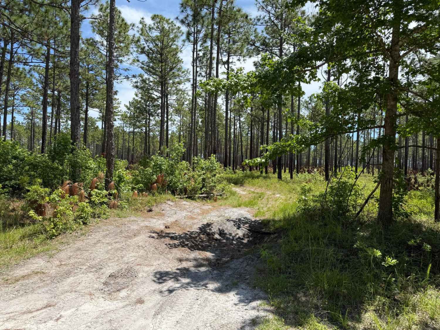 Millis Road Spur