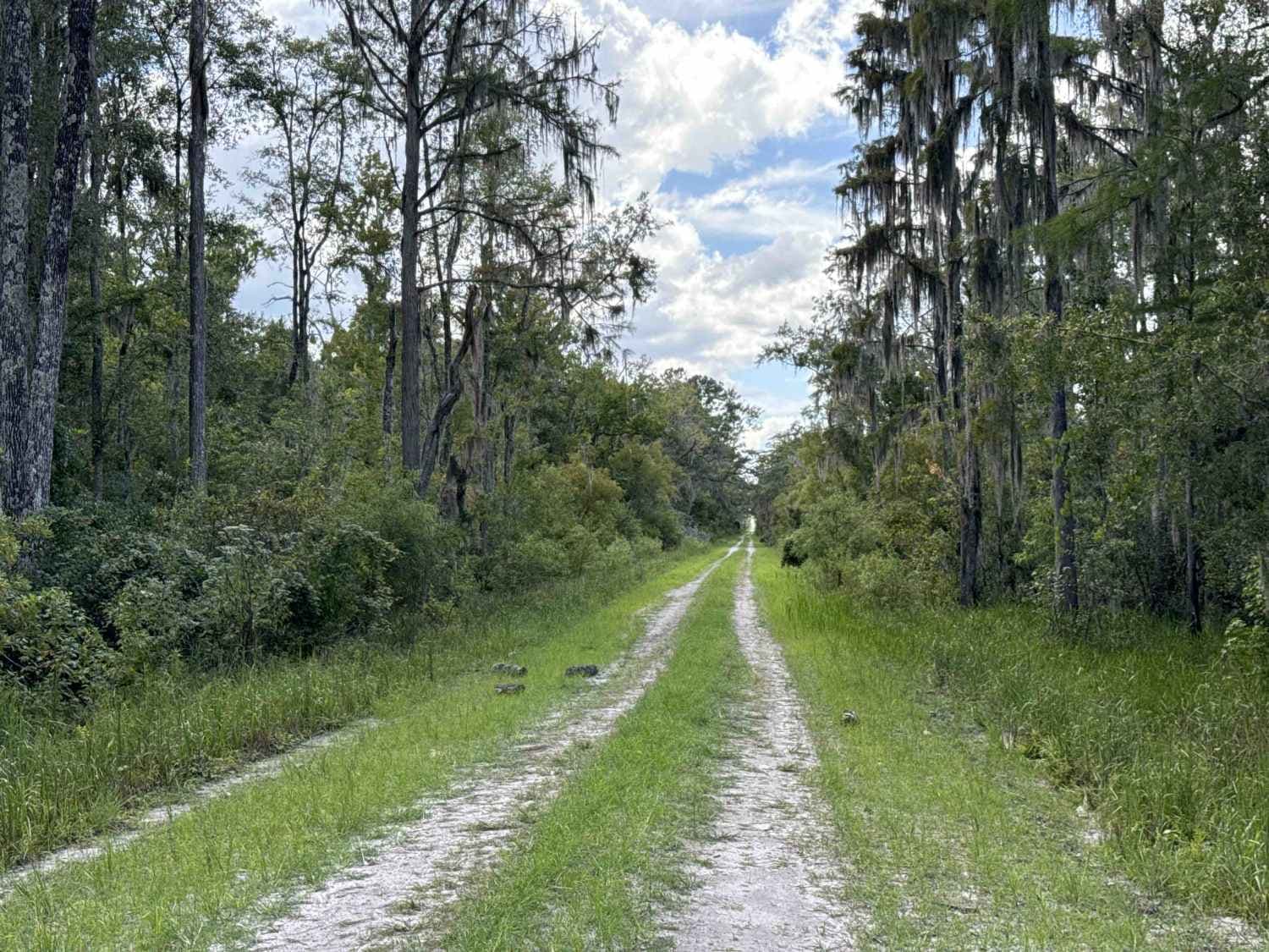 Drew Grade Trail - Osceola NF 262