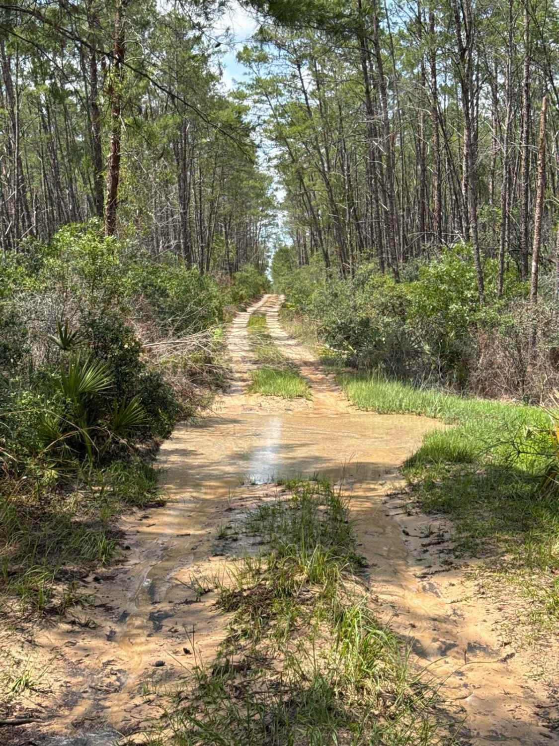 Ocala National Forest 40-14.6