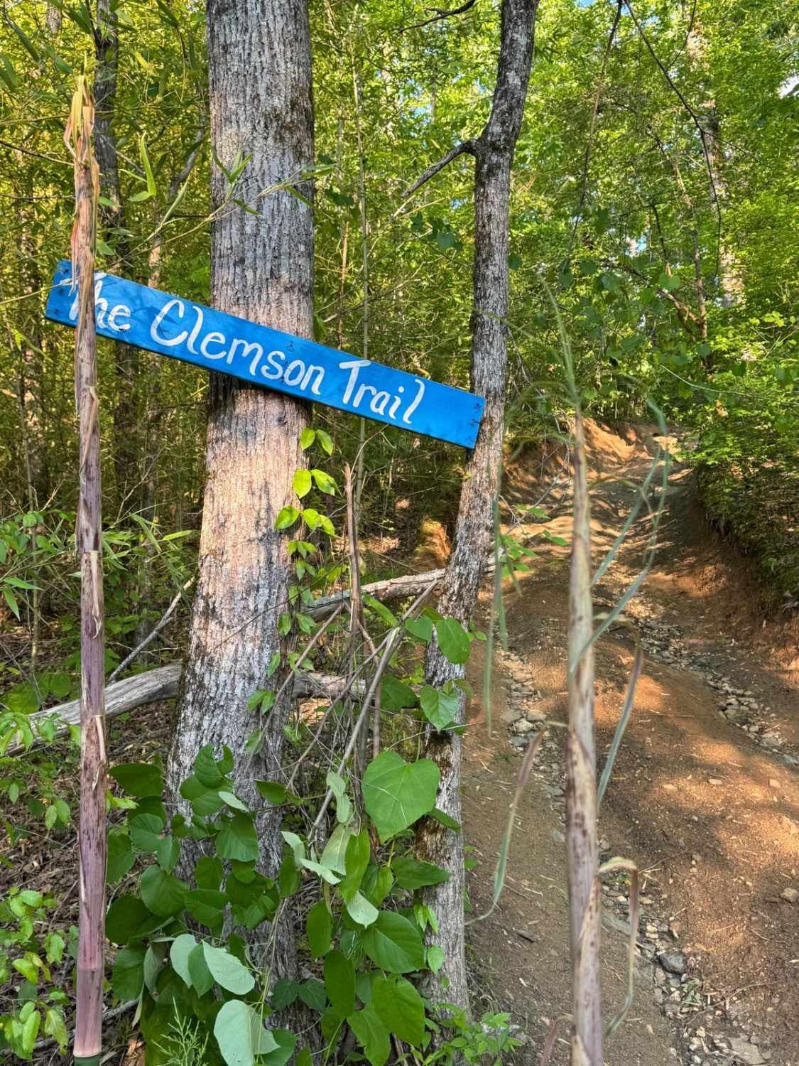 Clemson Trail