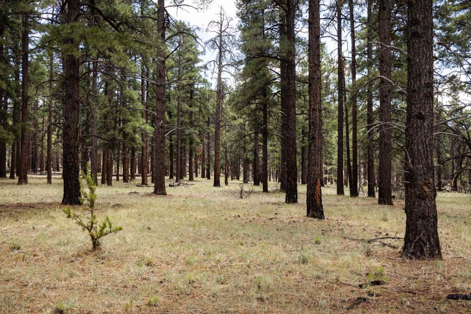 Elk Spring