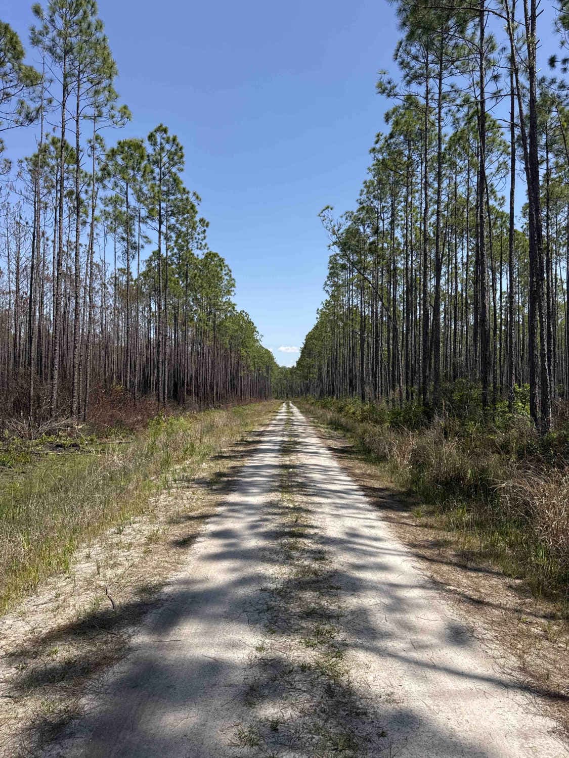 Bear Branch - Osceola NF 276