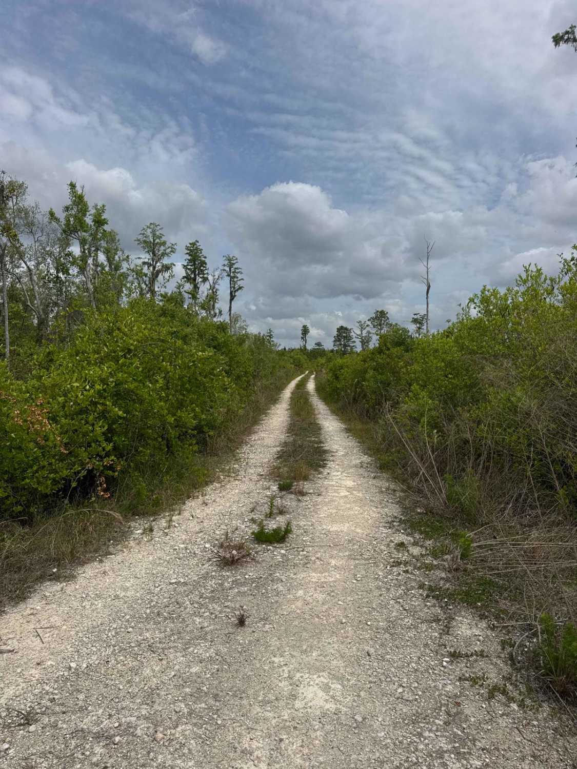 Birds Beak - Osceola NF 274