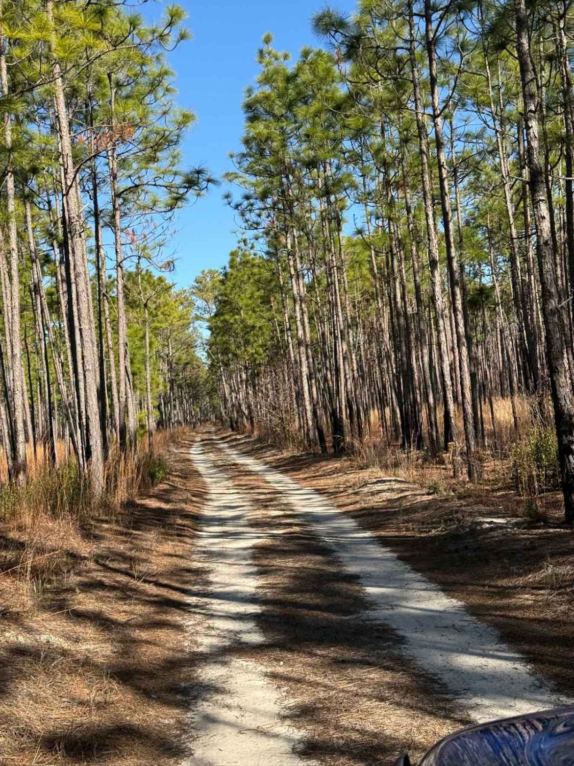 Pettiford Creek Main Trail