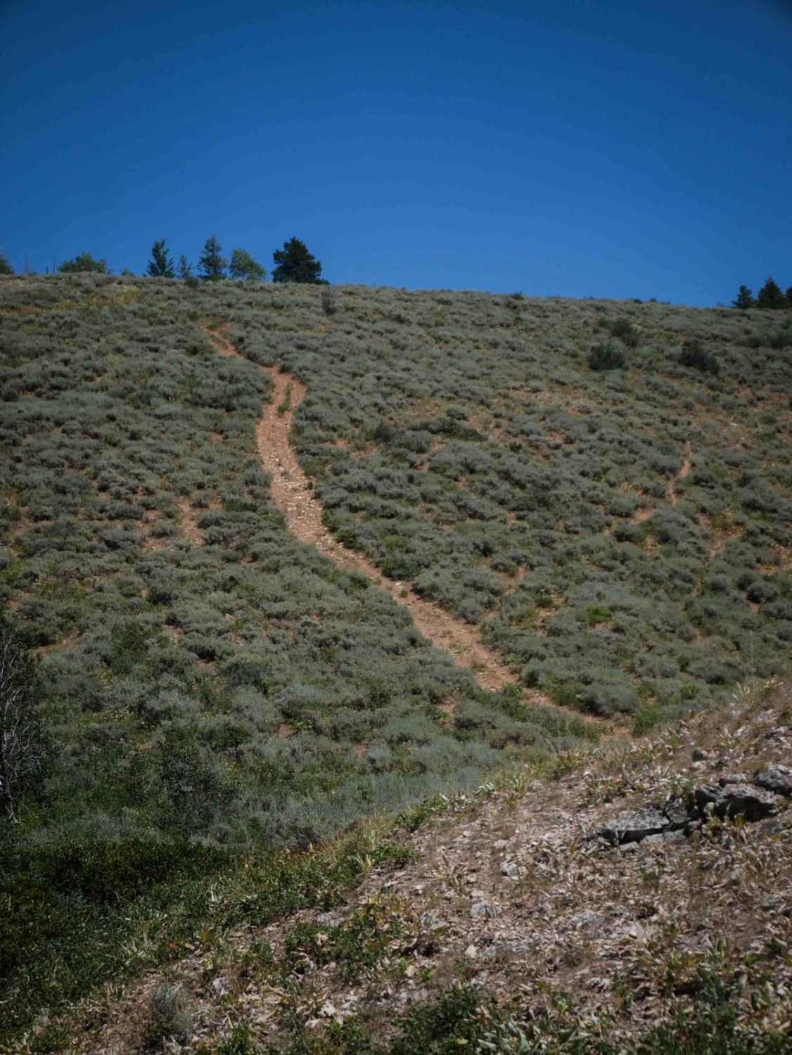 South Sulphur Canyon #5238