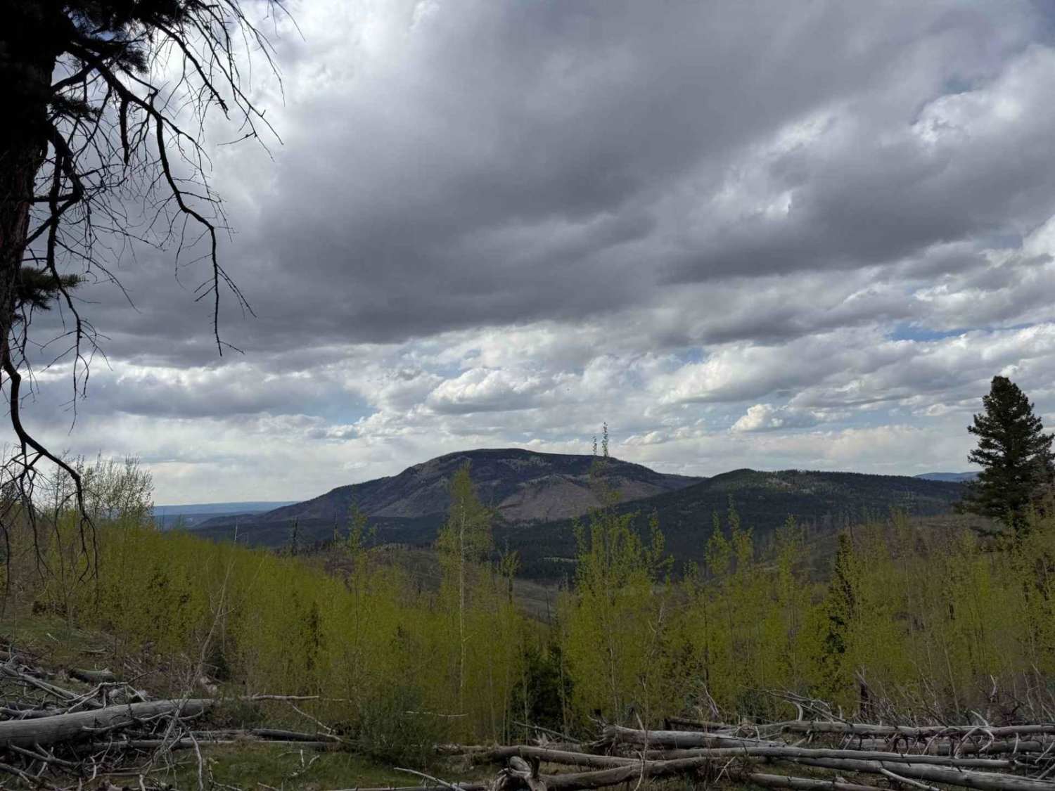 Bear Springs Road Continued
