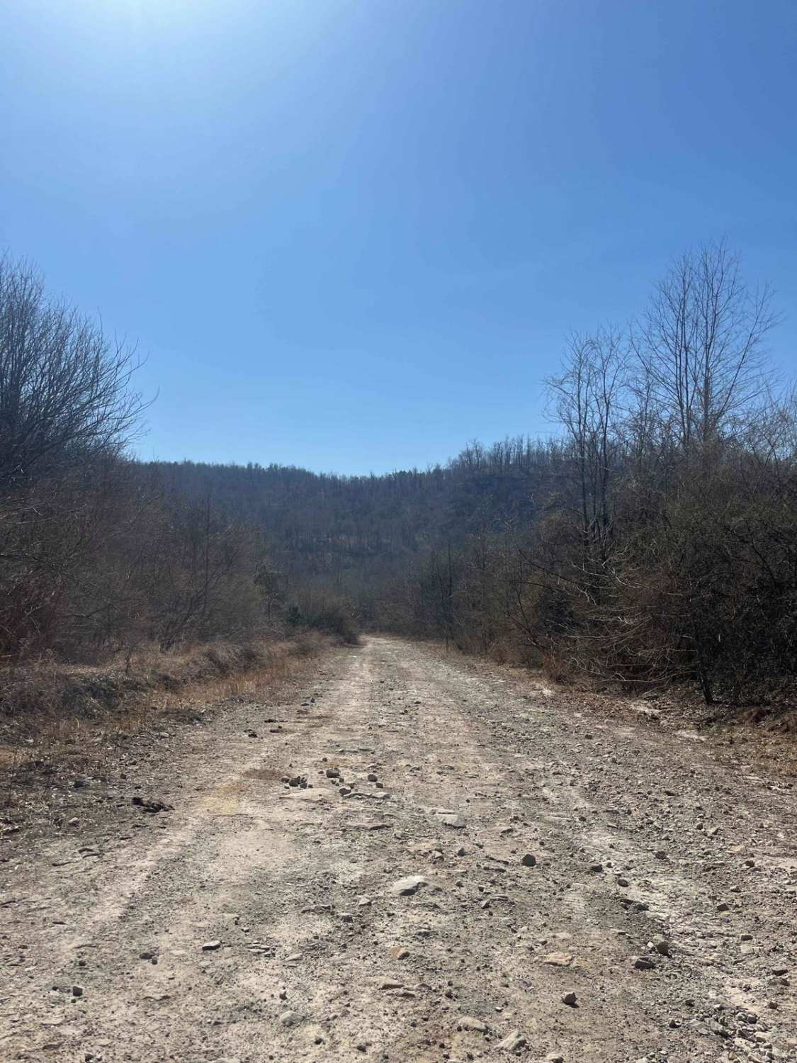 Trail 30 (Bear Branch)