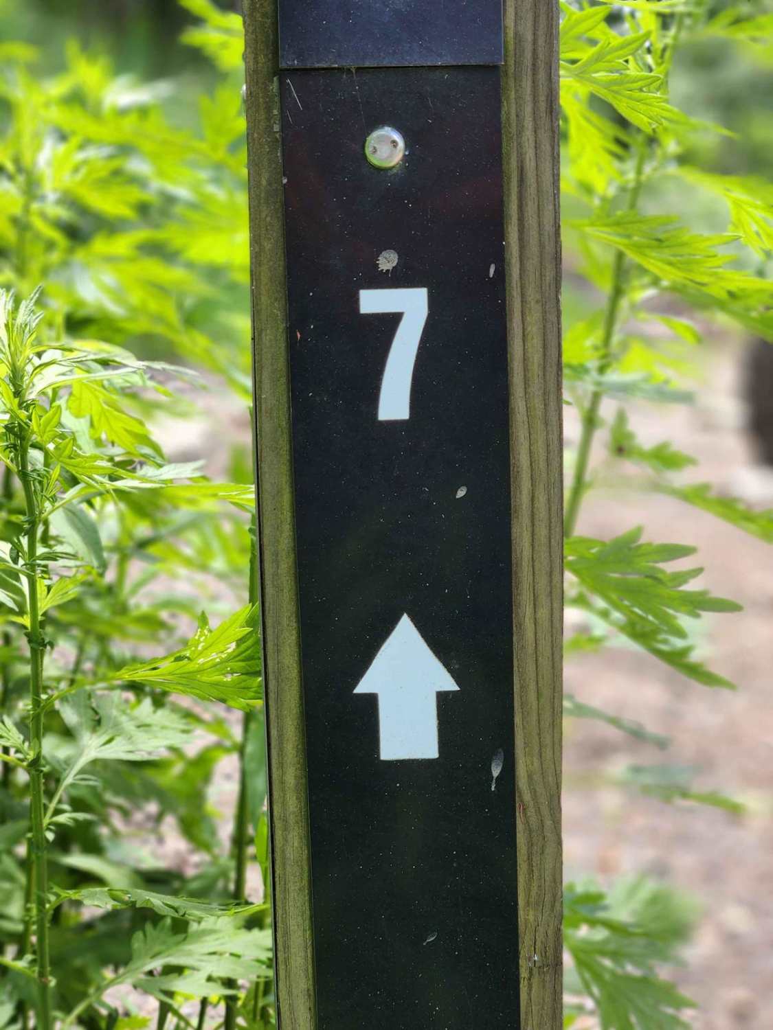 Trail 7 - Rock Run Recreation Area