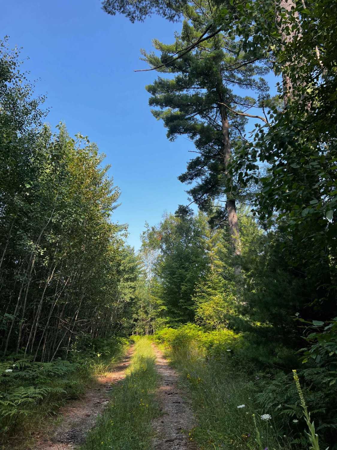 Trail 8