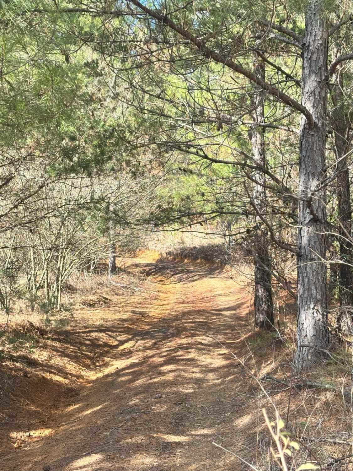 Ash Road