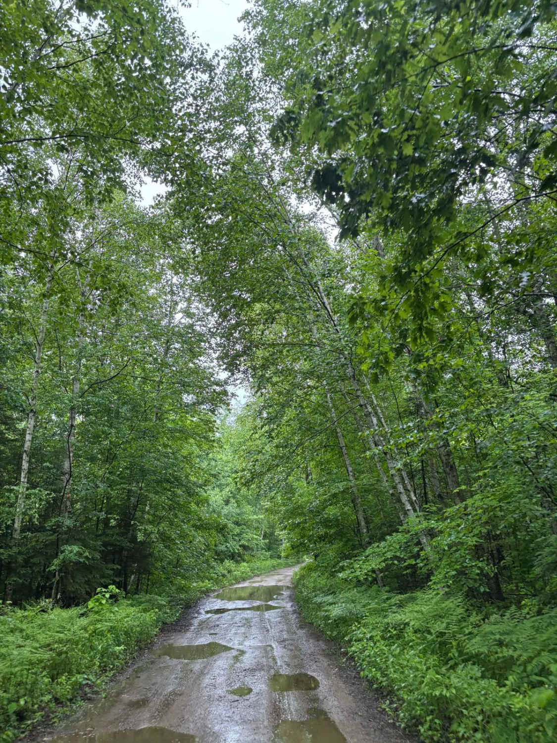 Forest Road 2329