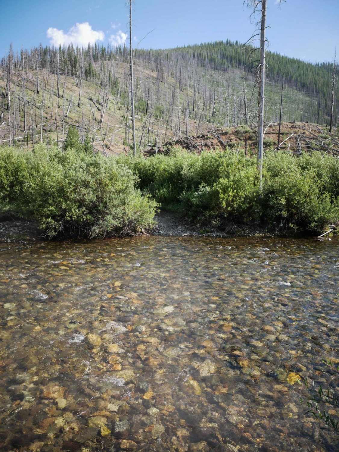 Deadwood Creek 