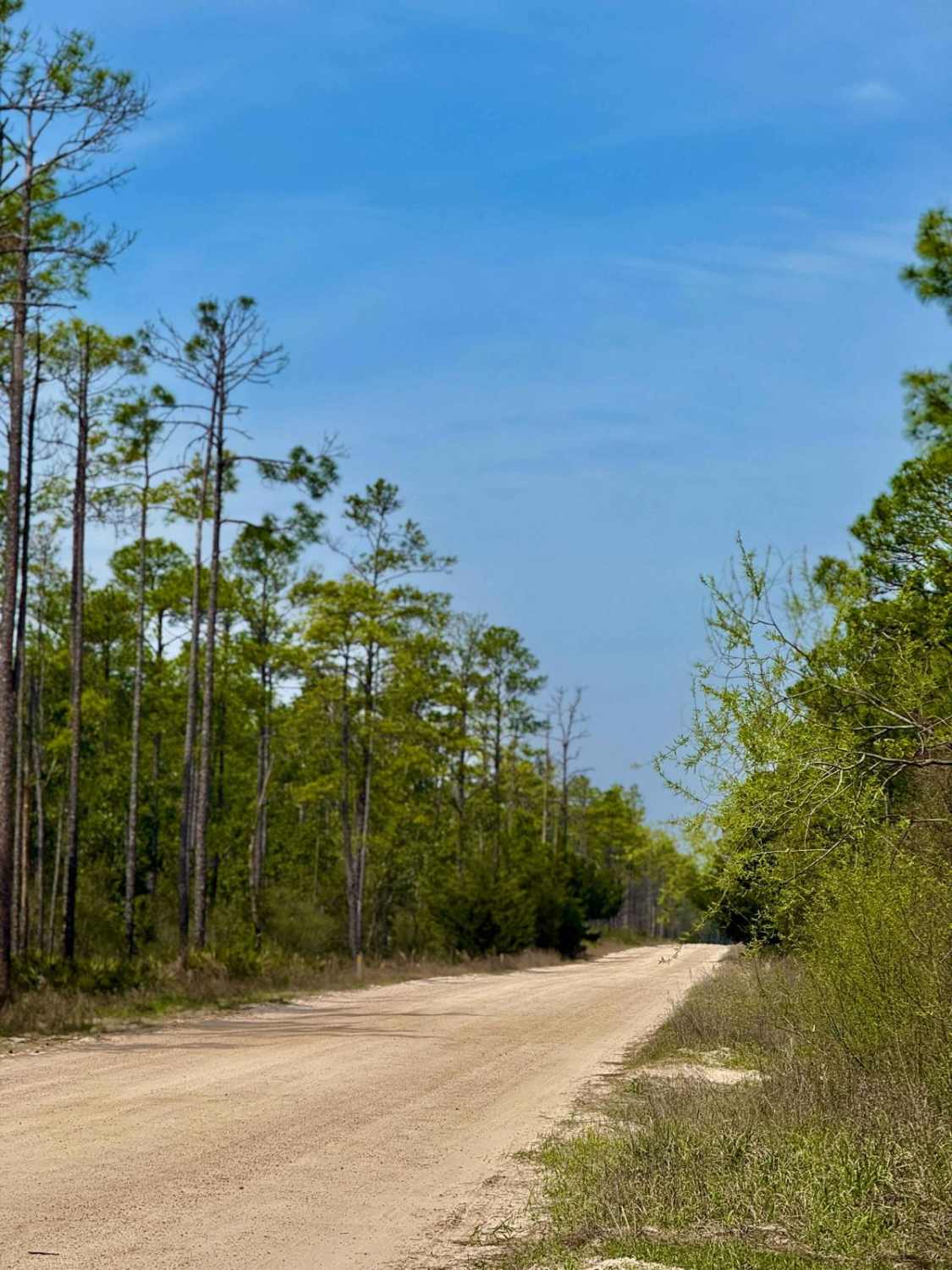 Forest Highway 13