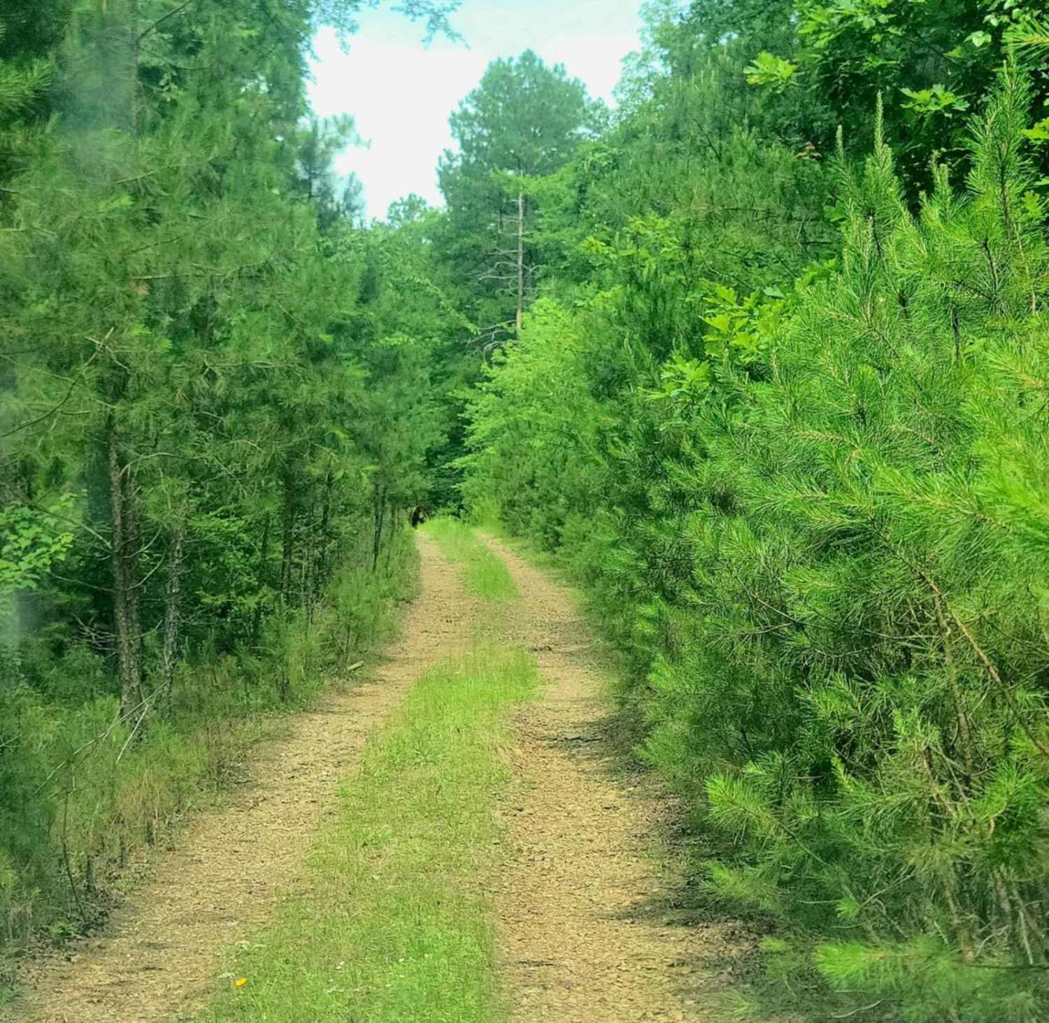 Carely Mountain Road - D66