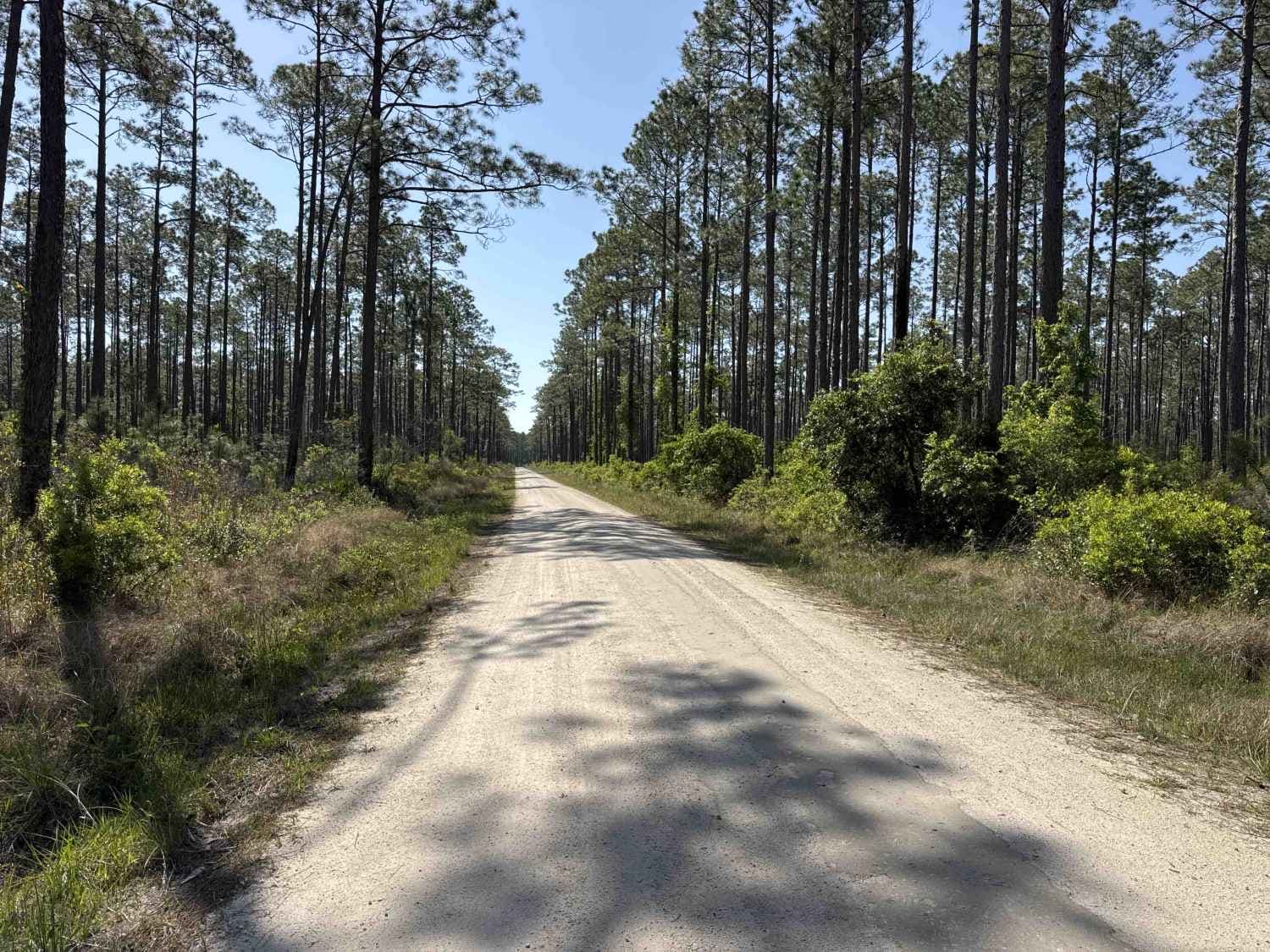 Feeder - Osceola NF 217