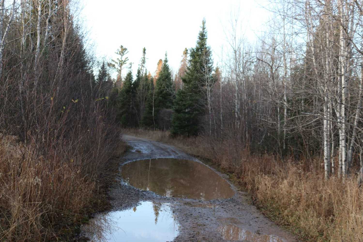 Swan Rd