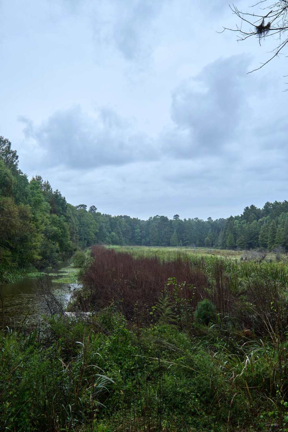 Bonneau Ferry WMA - Waterfowl Loop
