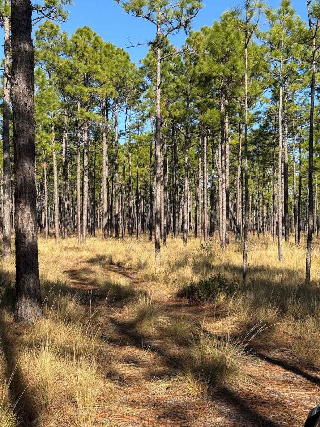 Pettiford Creek Trail 6