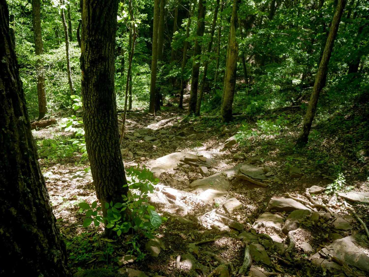 Trail 25