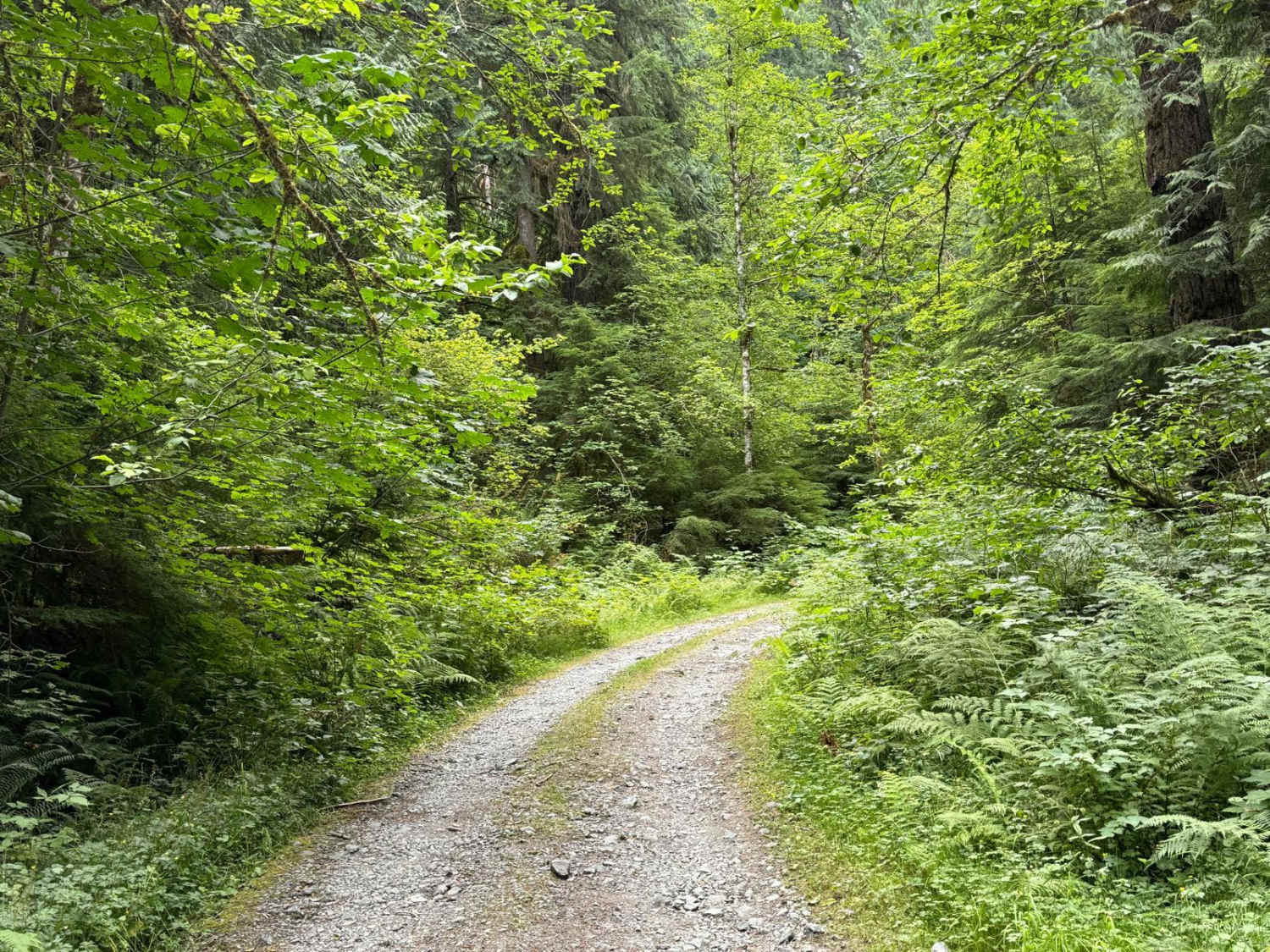 Bedal Creek 