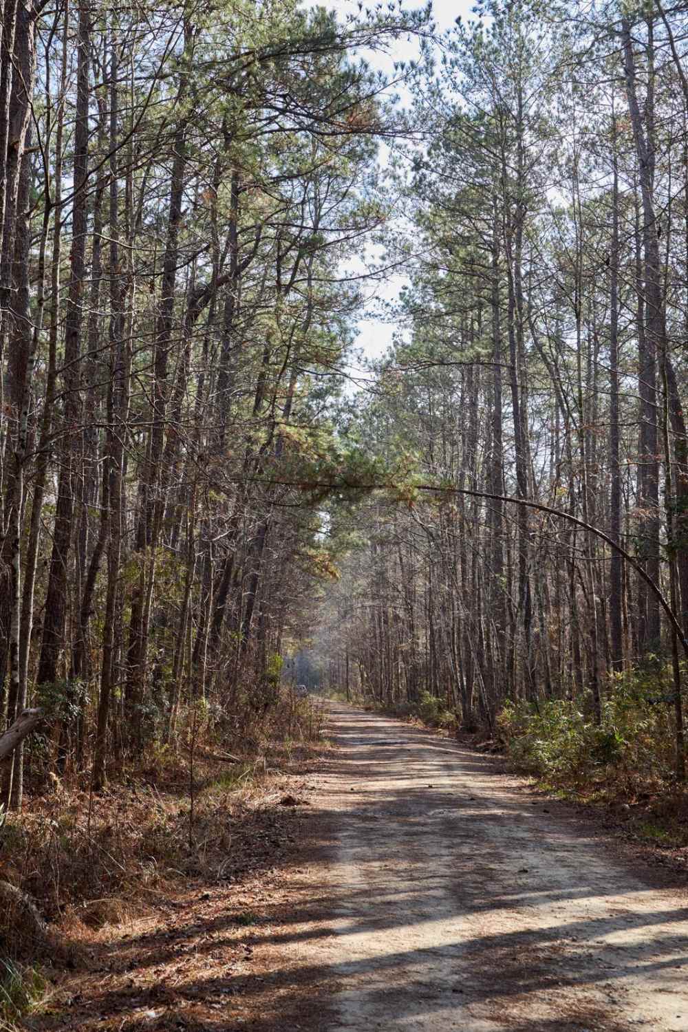 FSR115 - Bonneau Road