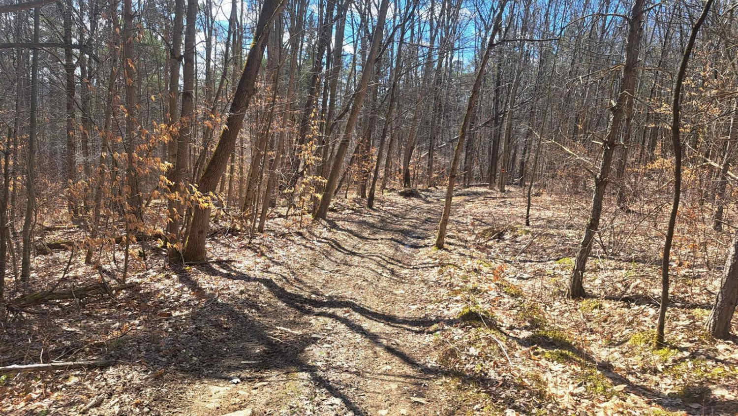 Red Wood