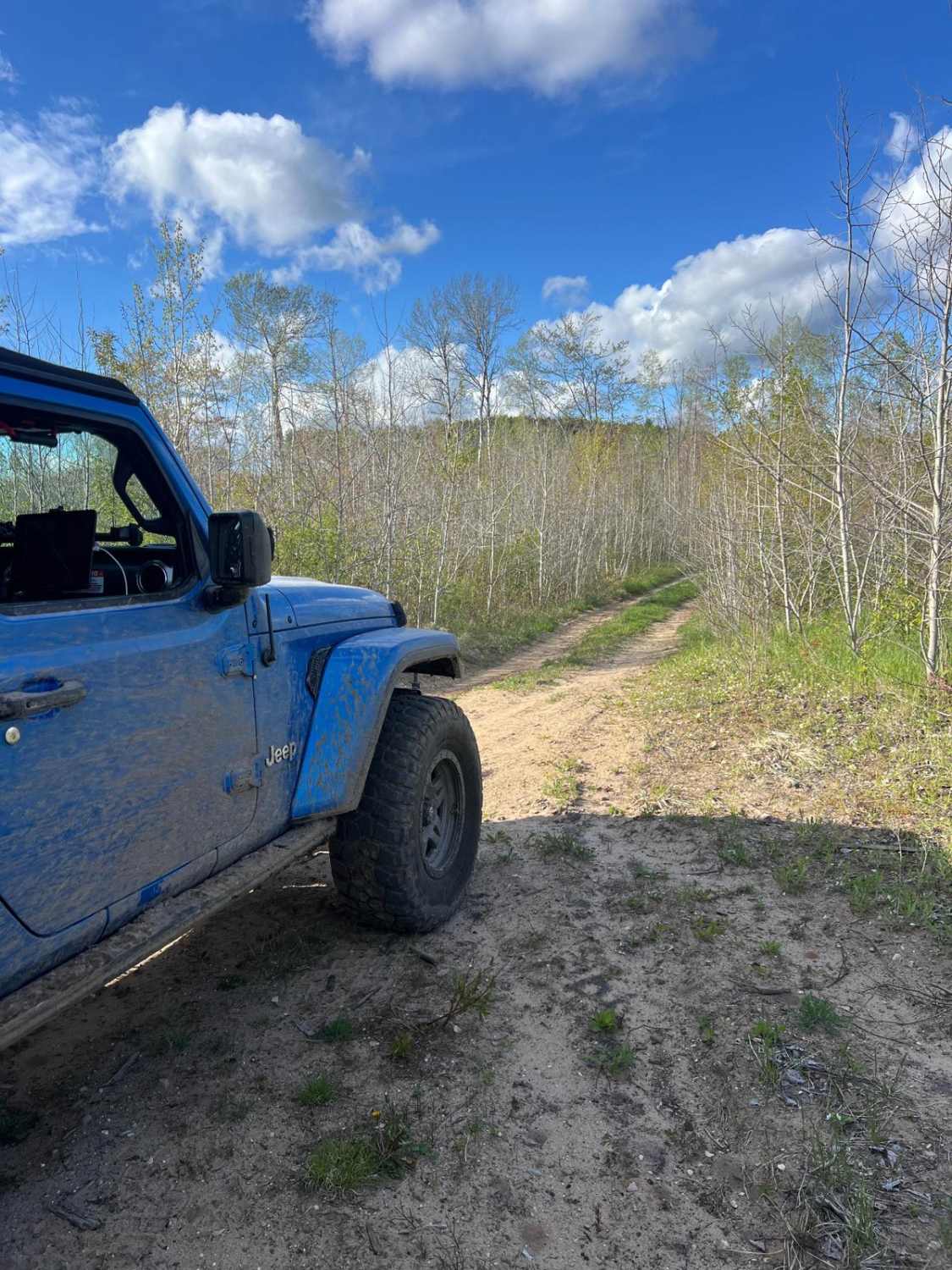 Narrow Birch Trail