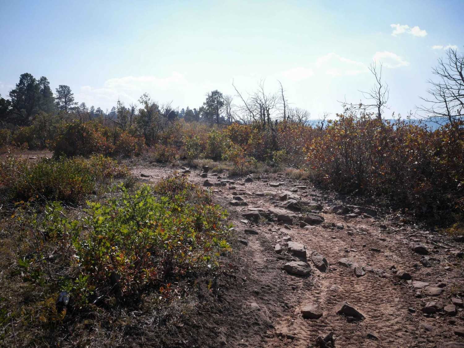 Spring Creek Spur A ATV Trail 