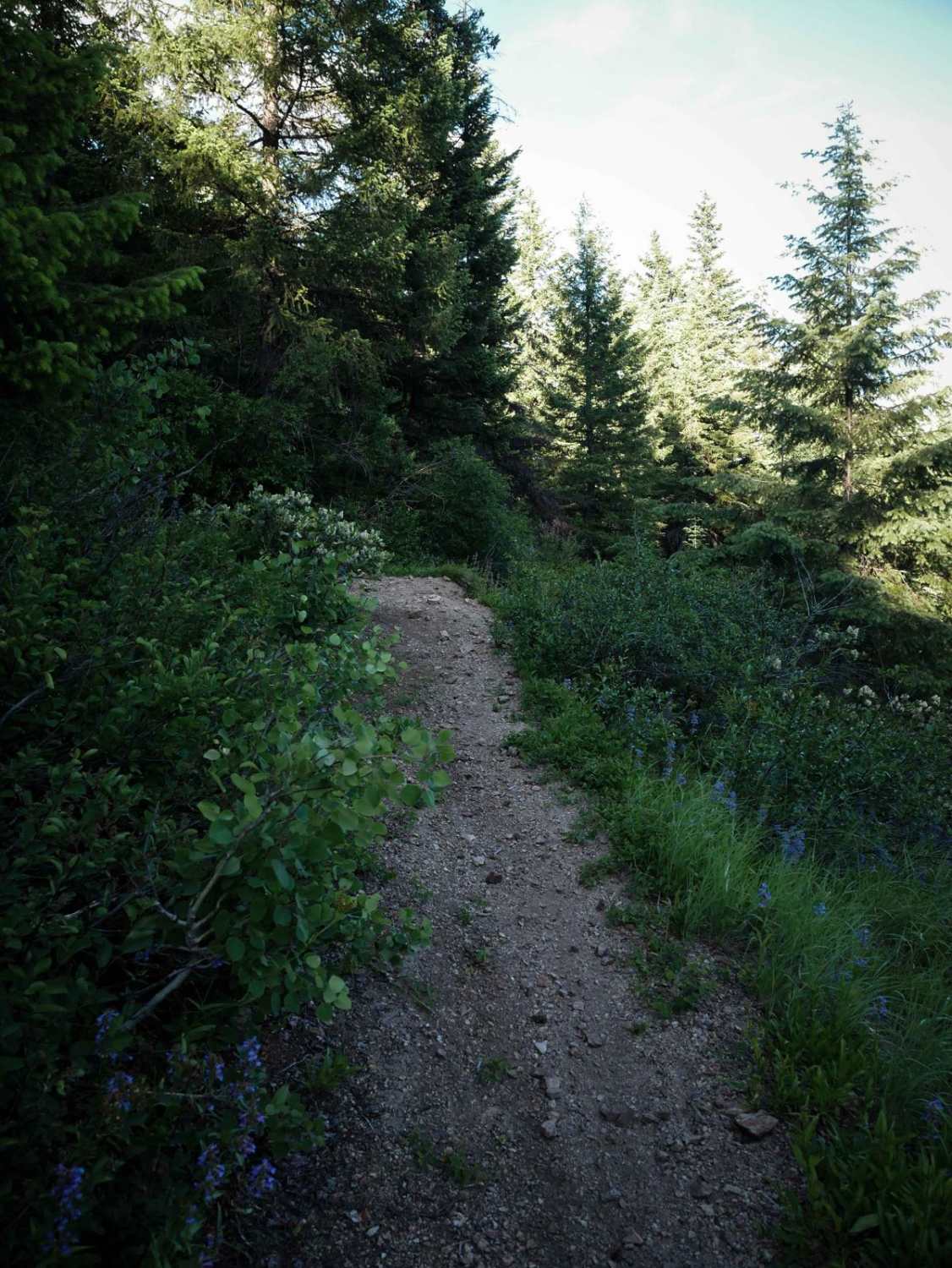 St Joe Divide NRT ATV (Kellogg Saddle to Dam Creek) 