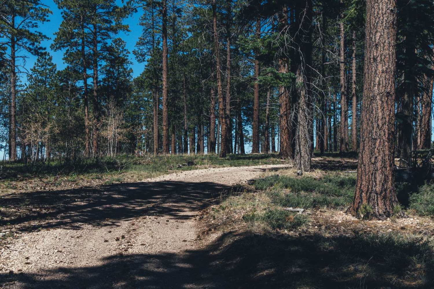 212/The Burned Hill