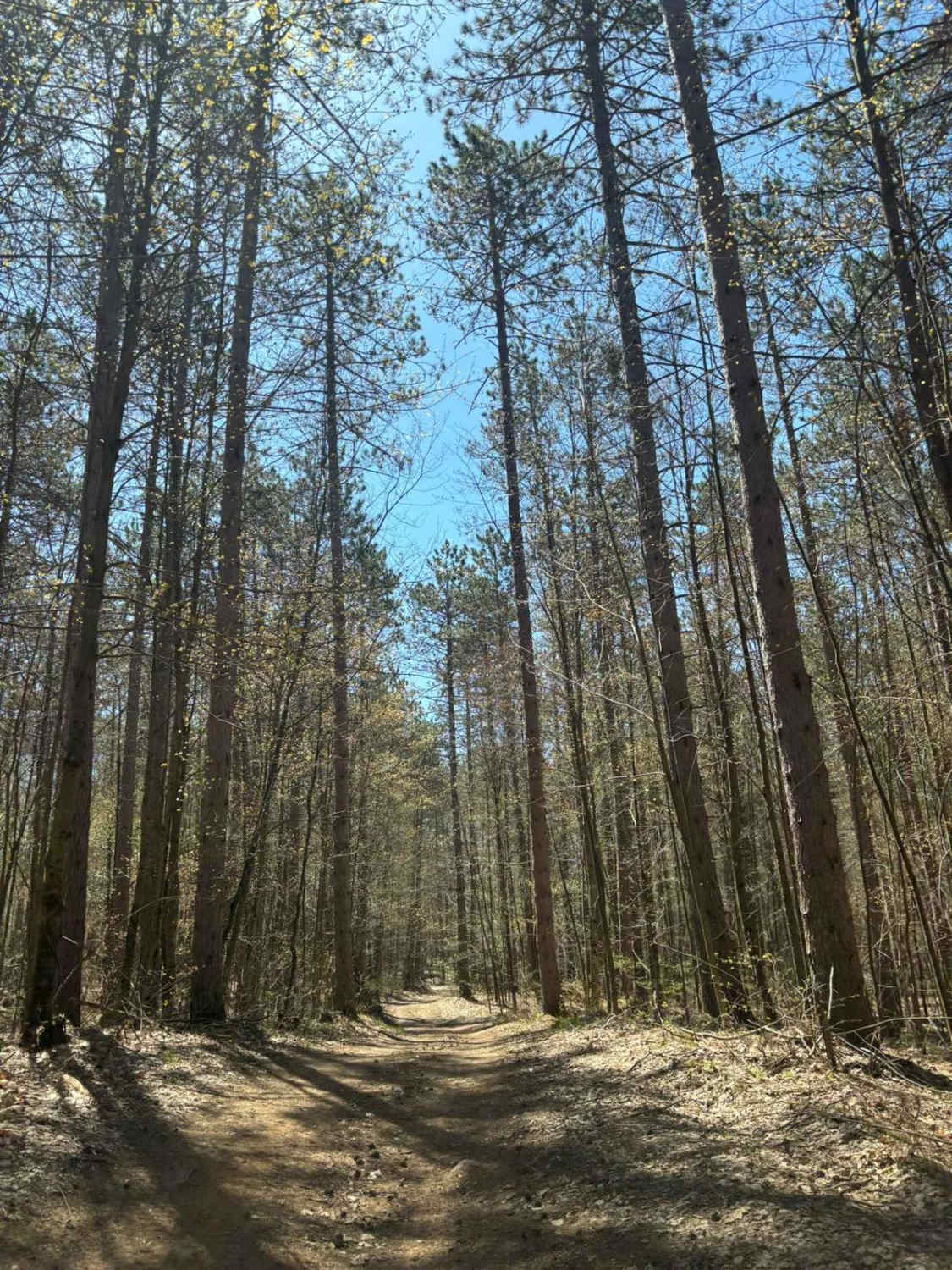 Forest Road 2259