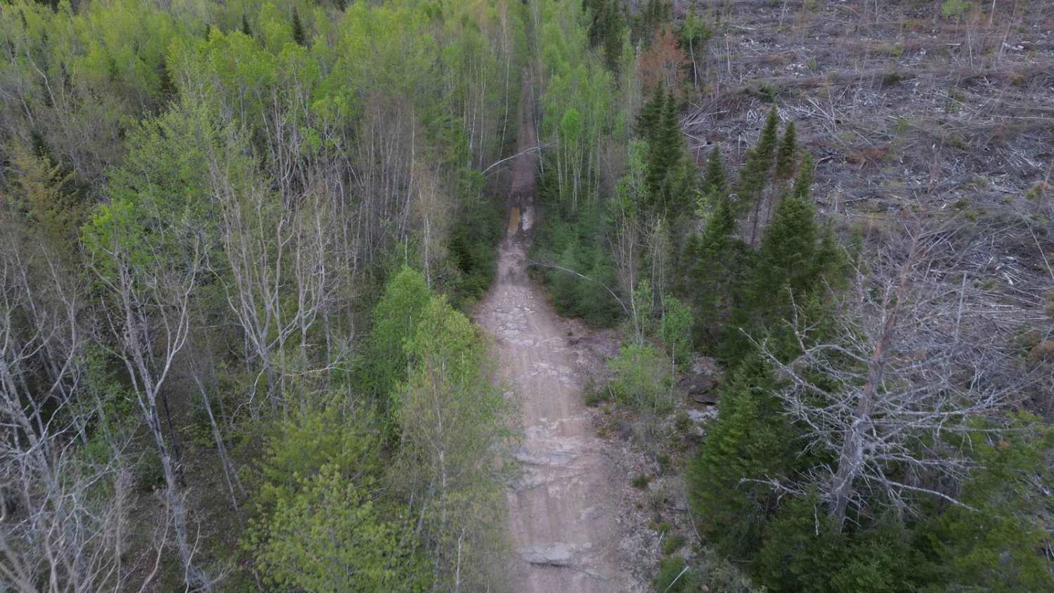 Douglas Clear Cut Bypass