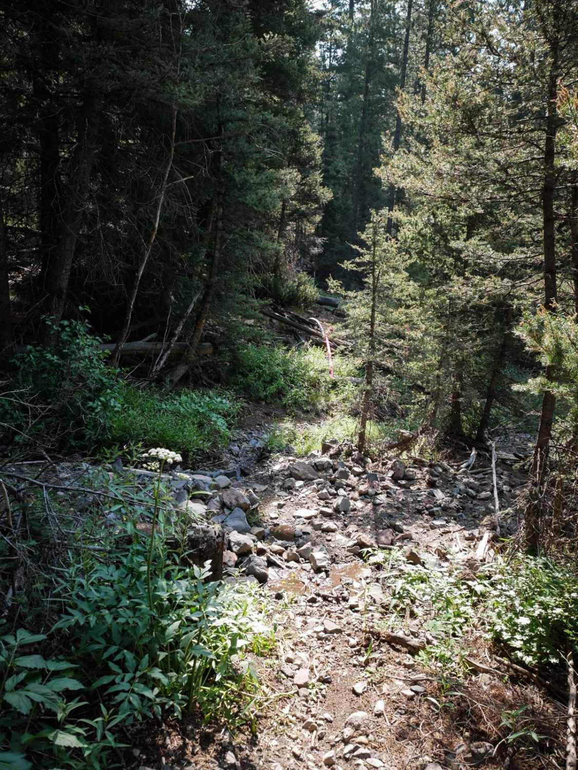 Eleven Mile - Martin Creek ATV 