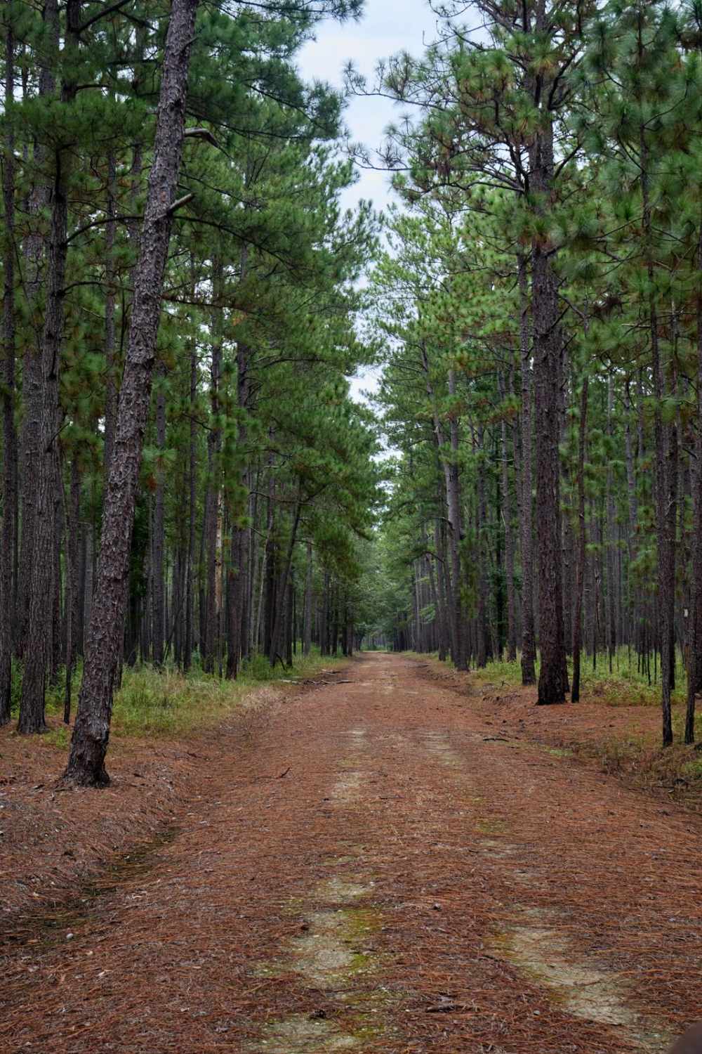 Bonneau Ferry WMA - Bottomland Hardwood Spur